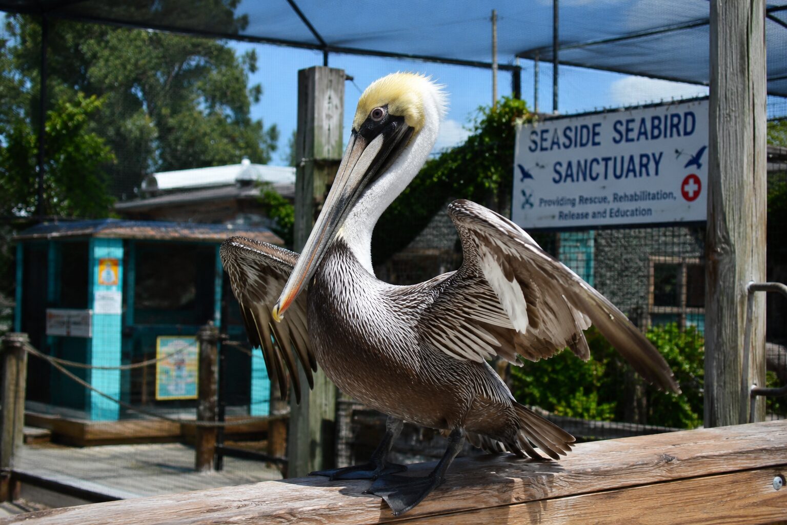 seabird