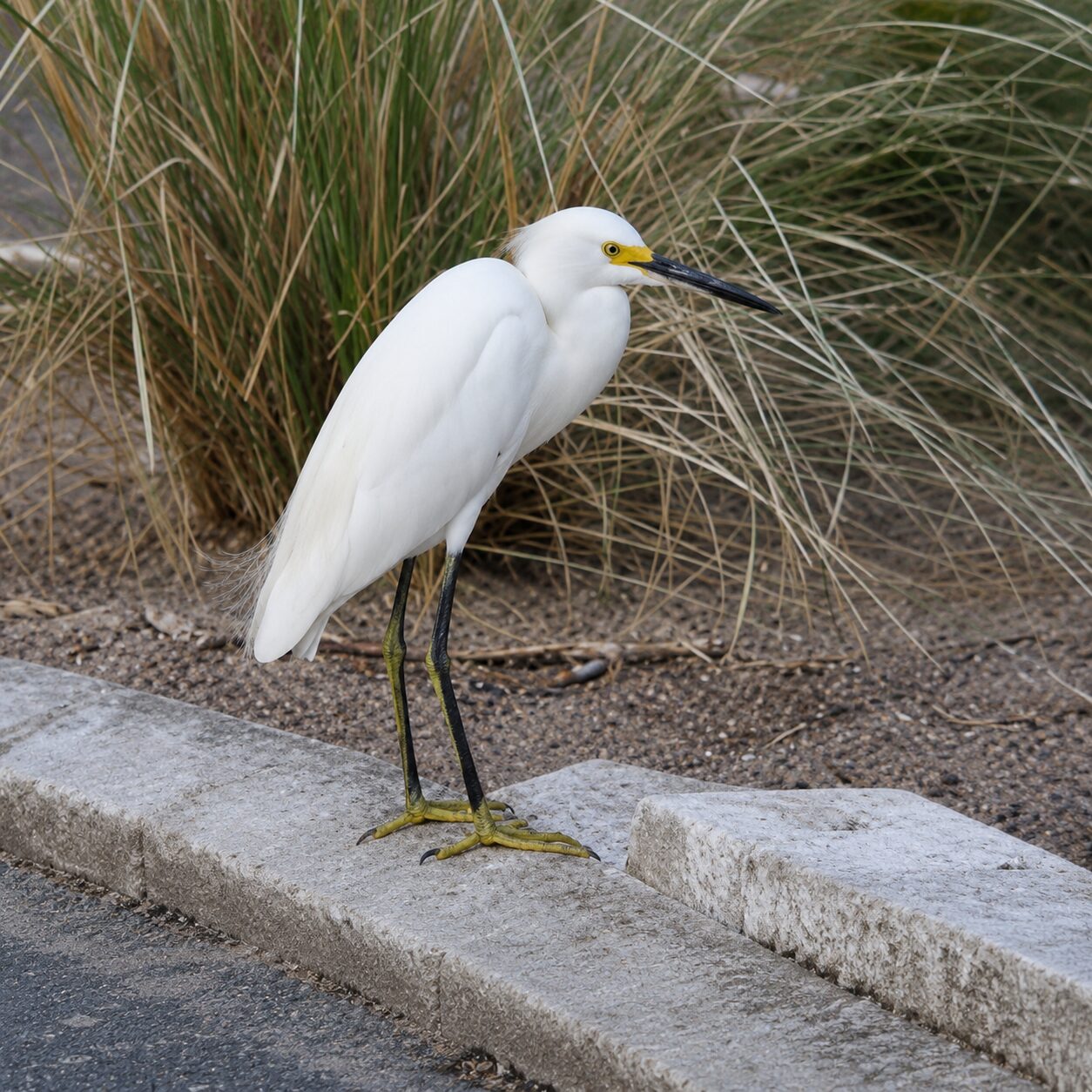 seaside bird sanctuary