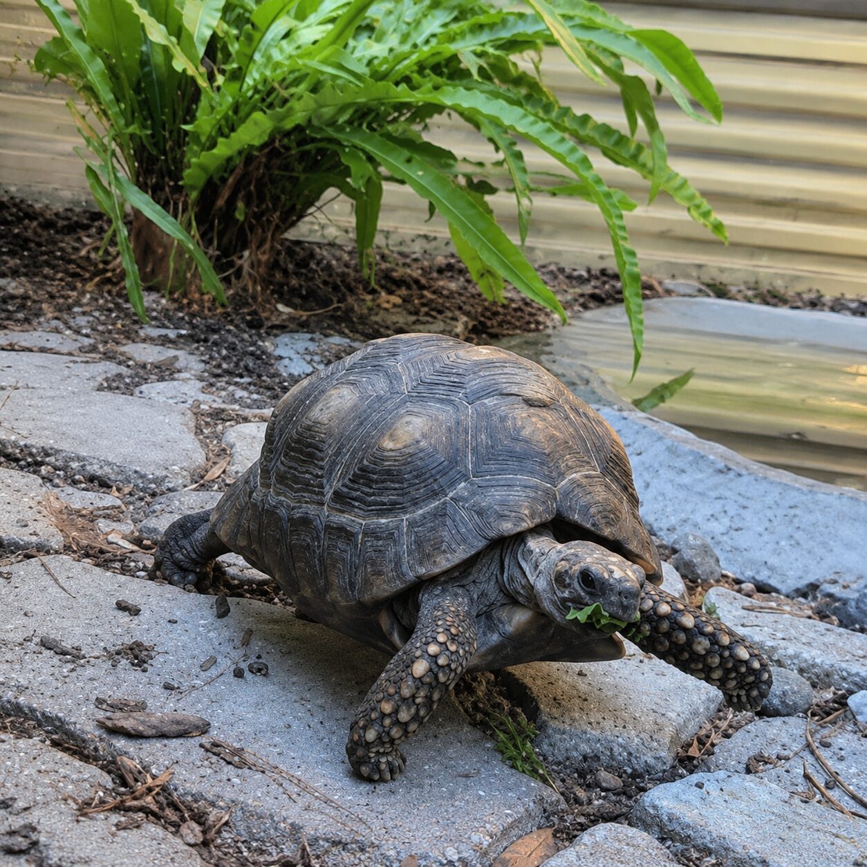 turtle park